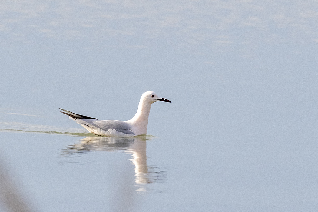 Slender-billed Gull